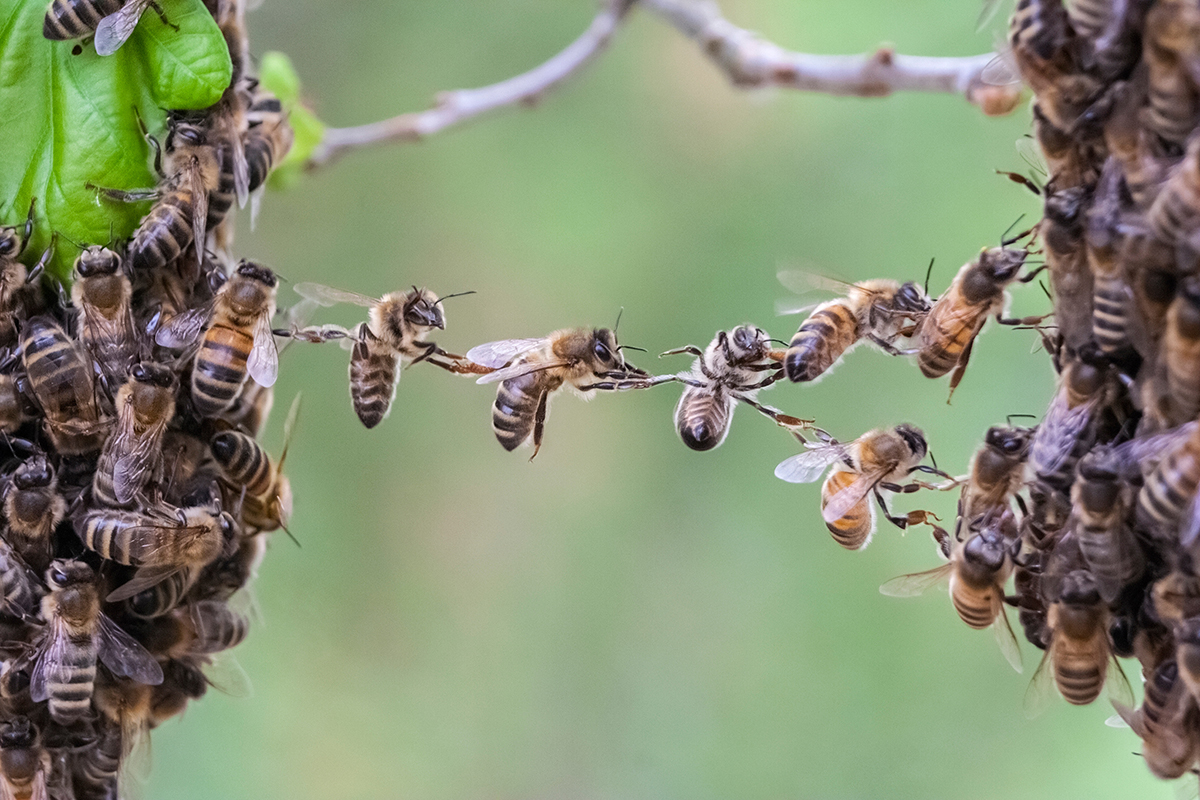 AdobeStock_83770459_opt